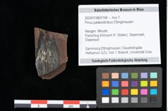 Foto (Objekt + Etikett) von Pinus palaeostrobus Ettingshausen (NHMW-GEO-2024-0188-0194)